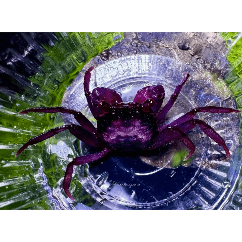 Caranguejo Vampire Orange (Geosesarma sp. - var. Vampire orange)