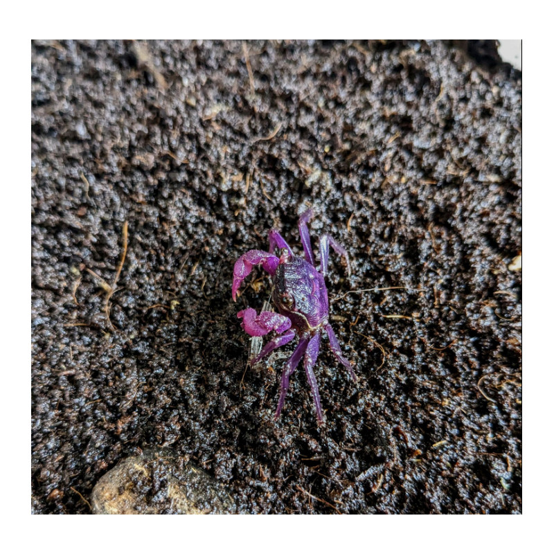 Caranguejo Vampire Orange (Geosesarma sp. - var. Vampire orange)