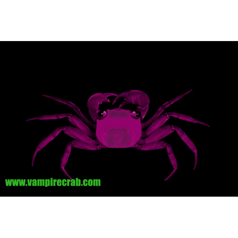 Caranguejo Vampire Orange (Geosesarma sp. - var. Vampire orange)