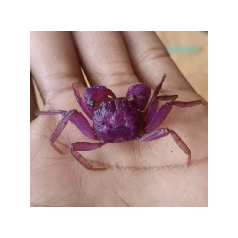 Caranguejo Vampire Orange (Geosesarma sp. - var. Vampire orange)