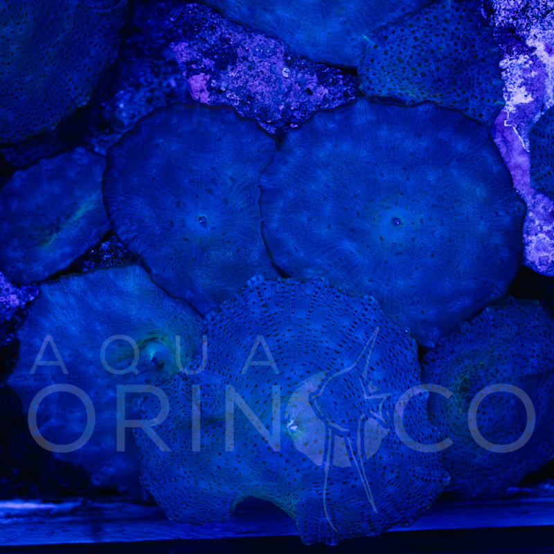 Discosoma spp Blue Berry WYSIWYG