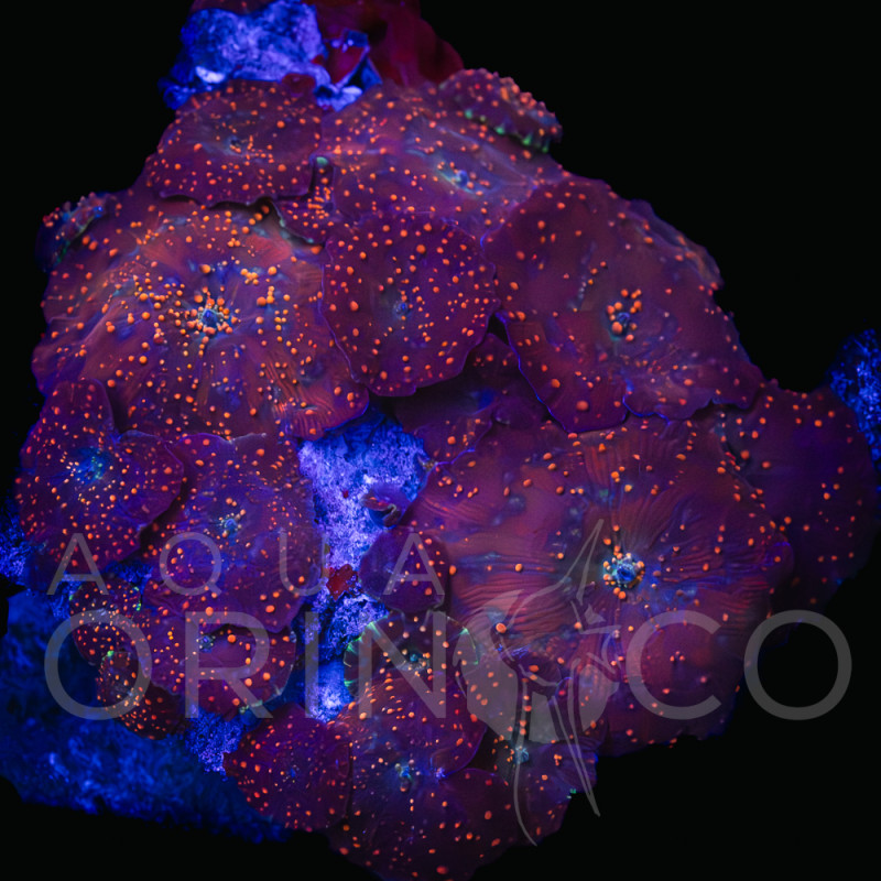 Discosoma spp Blue Thunder WYSIWYG