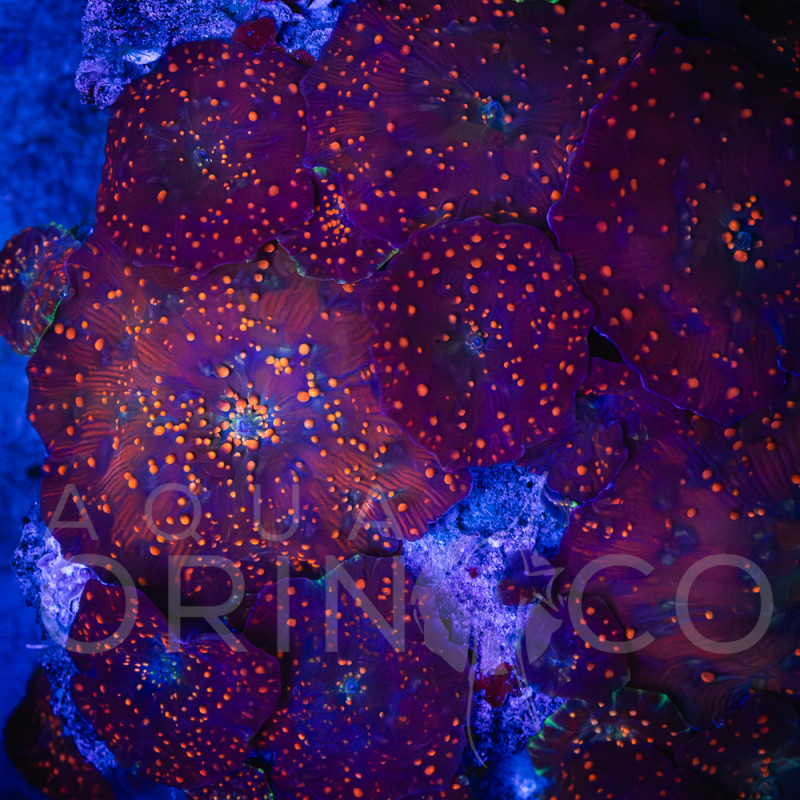 Discosoma spp Blue Thunder WYSIWYG