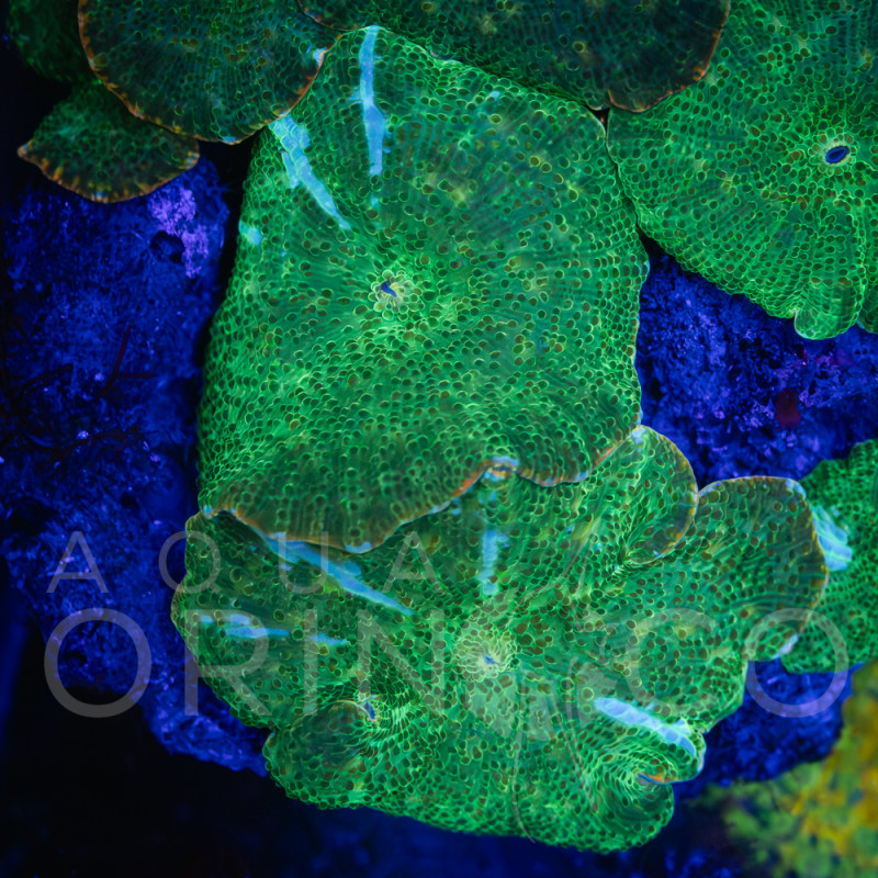 Discosoma spp Green White Stripe WYSIWYG