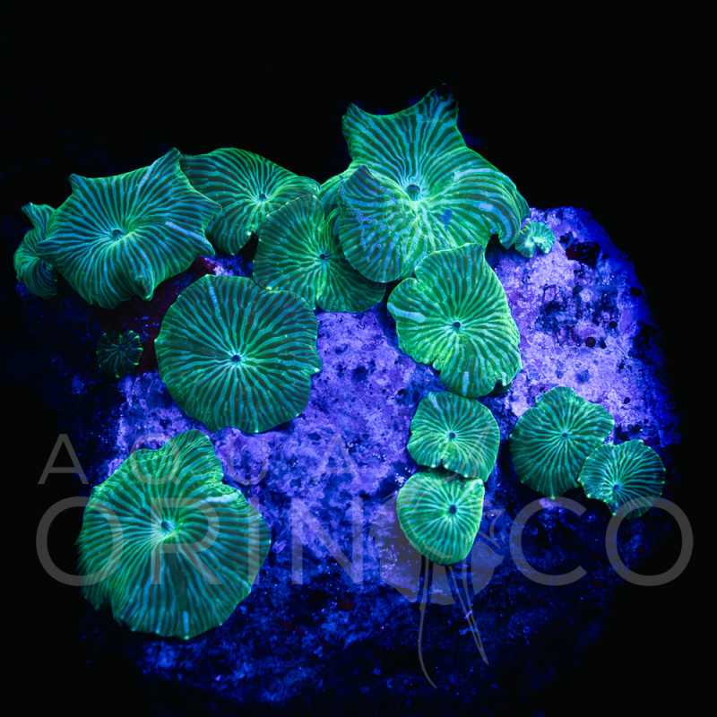 Discosoma spp Watermelon  WYSIWYG