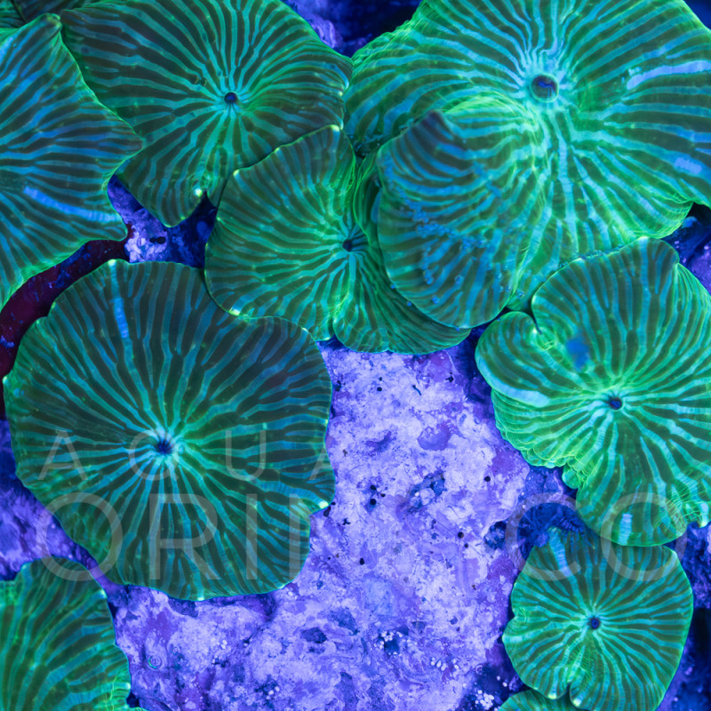 Discosoma spp Watermelon  WYSIWYG