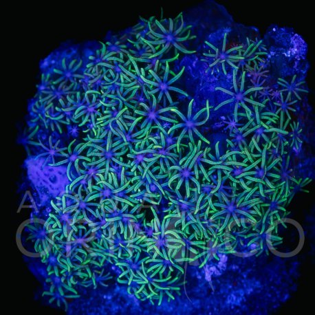 Pachyclavularia violacea Green Star Polyp WYSIWYG