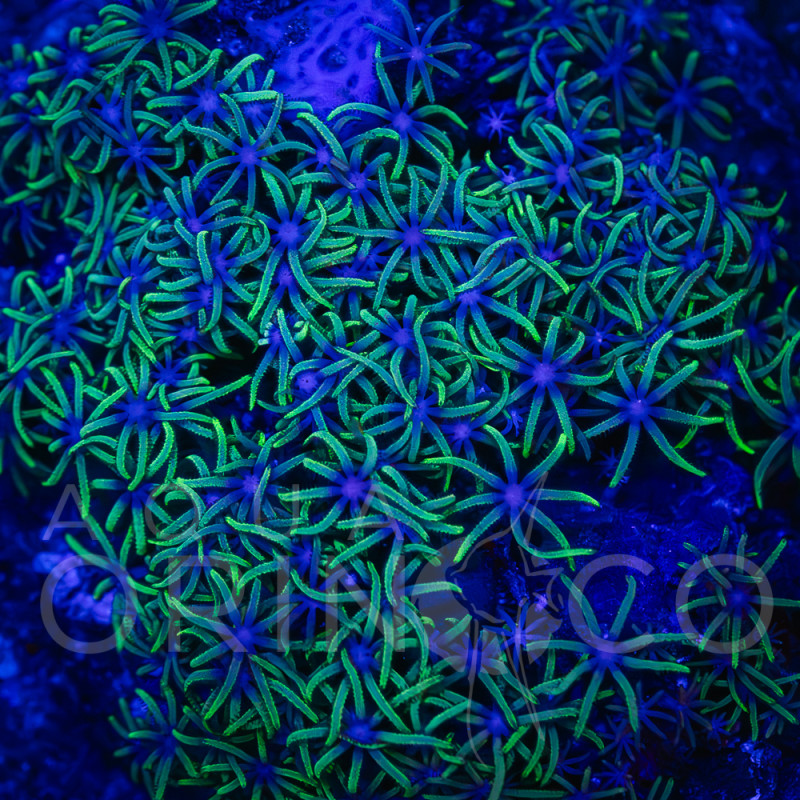 Pachyclavularia violacea Green Star Polyp WYSIWYG