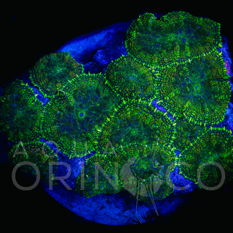 Rhodactis sp. Green I
