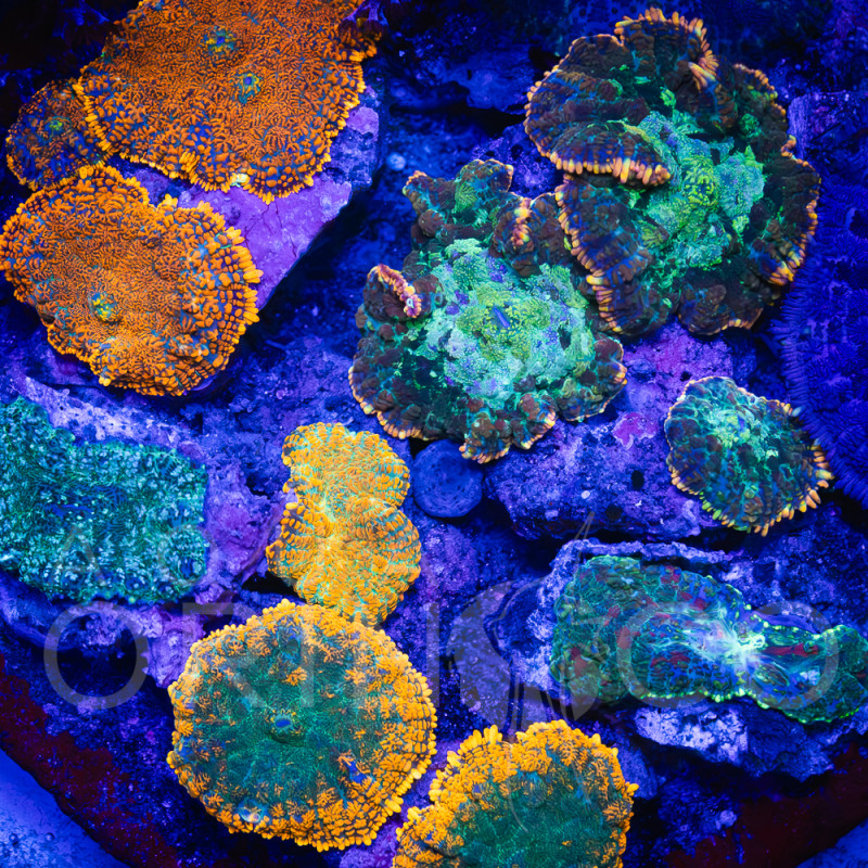 Rhodactis spp Ultra Garden  WYSIWYG