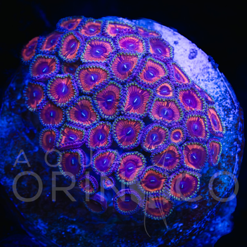 Zoanthus spp Indo Colony WYSIWYG