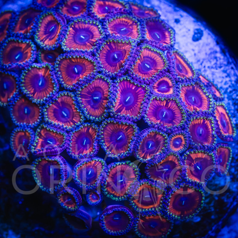 Zoanthus spp Indo Colony WYSIWYG