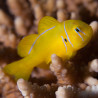 Gobiodon citrinus - Lemon Goby
