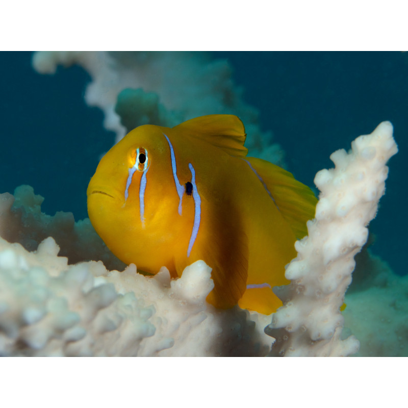 Gobiodon okinawae - Okinawa Goby