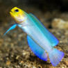 Opistognathus aurifrons - Yellowhead Jawfish