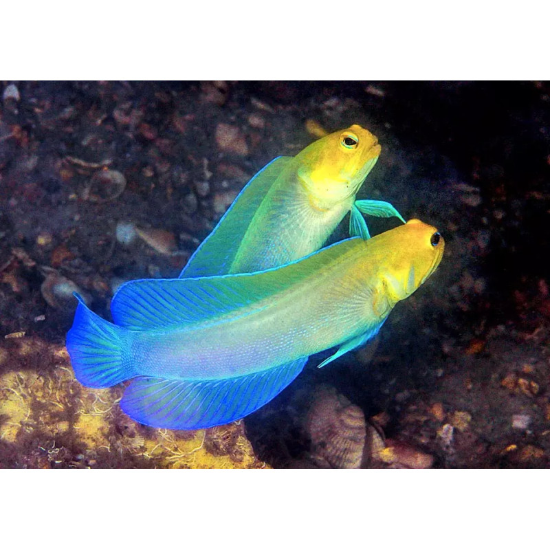 Opistognathus aurifrons - Jawfish de Cabeça Amarela