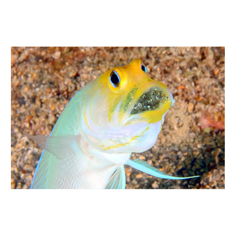 Opistognathus aurifrons - Pez de Mandíbula Amarilla