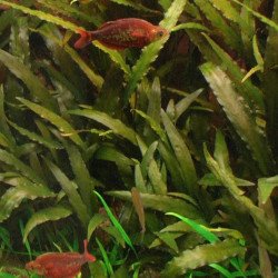 Cryptocoryne tonkinensis
