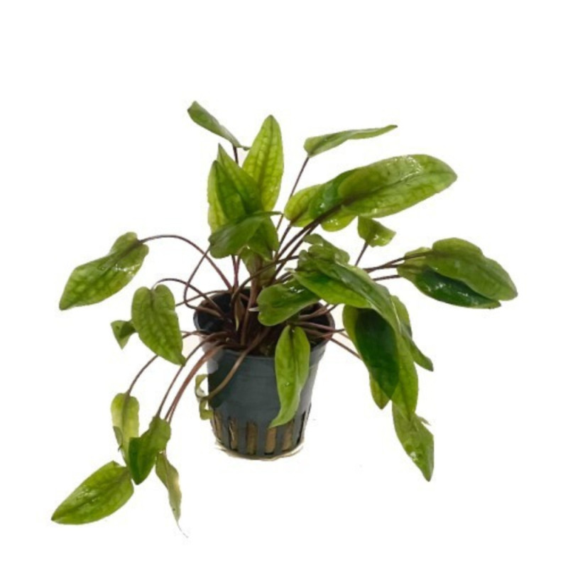 Cryptocoryne tonkinensis