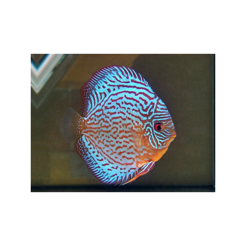 Discus Royal Blue 6-7,5