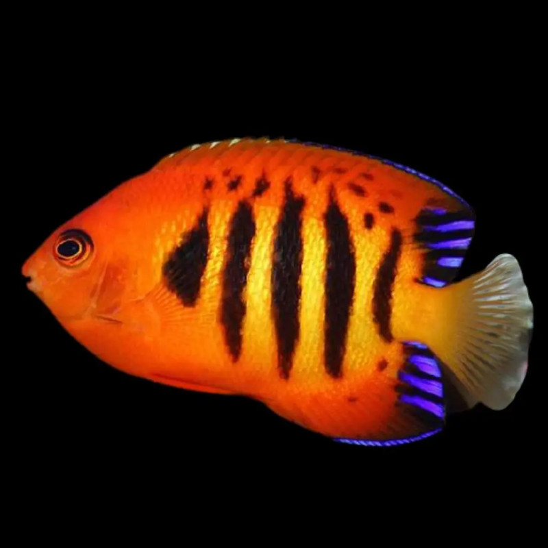 Centropyge loriculus - Flame Angelfish