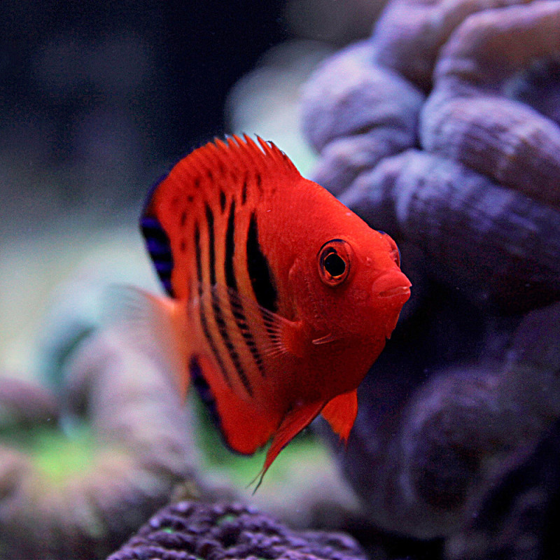 Centropyge loriculus - Flame Angelfish