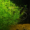 Najas guadalupensis - Guppy Grass