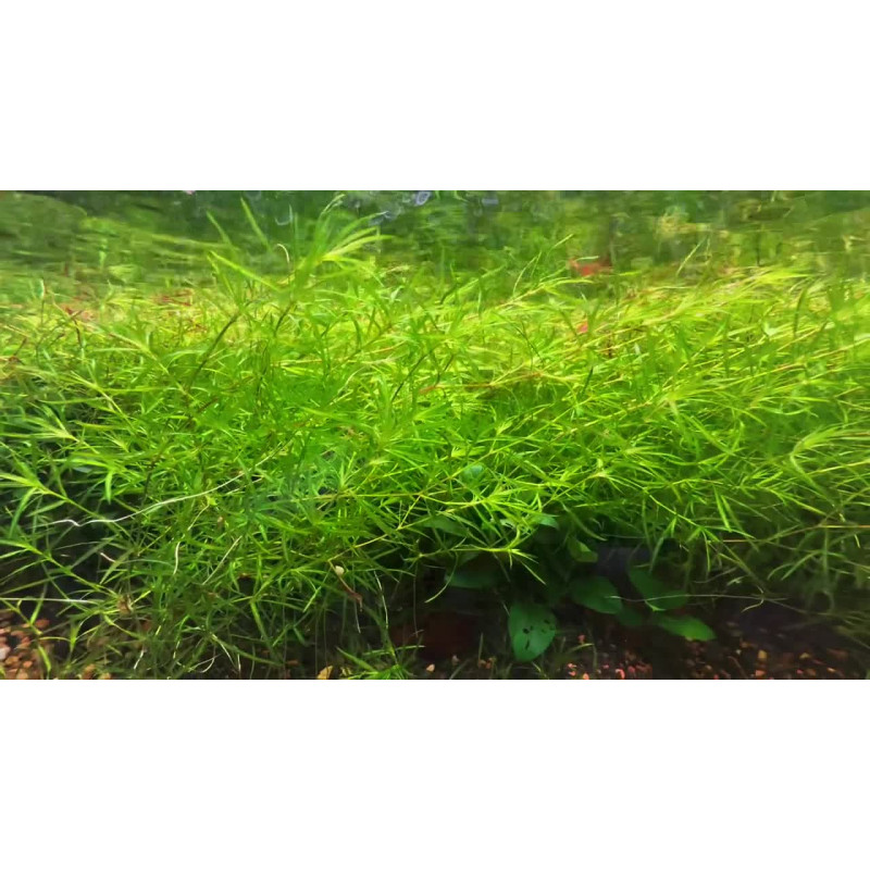 Najas guadalupensis 'Guppy Grass'