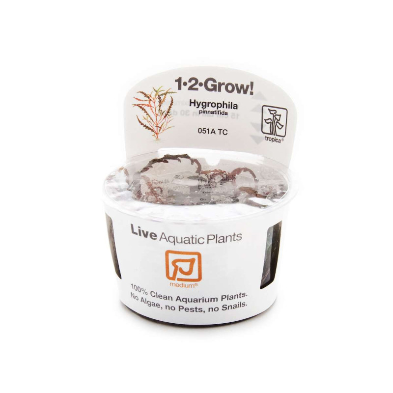 Hygrophila pinnatifida