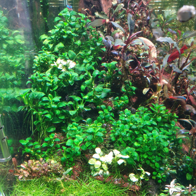 Anubias barteri sp. 'Mini'/ 'Petite'