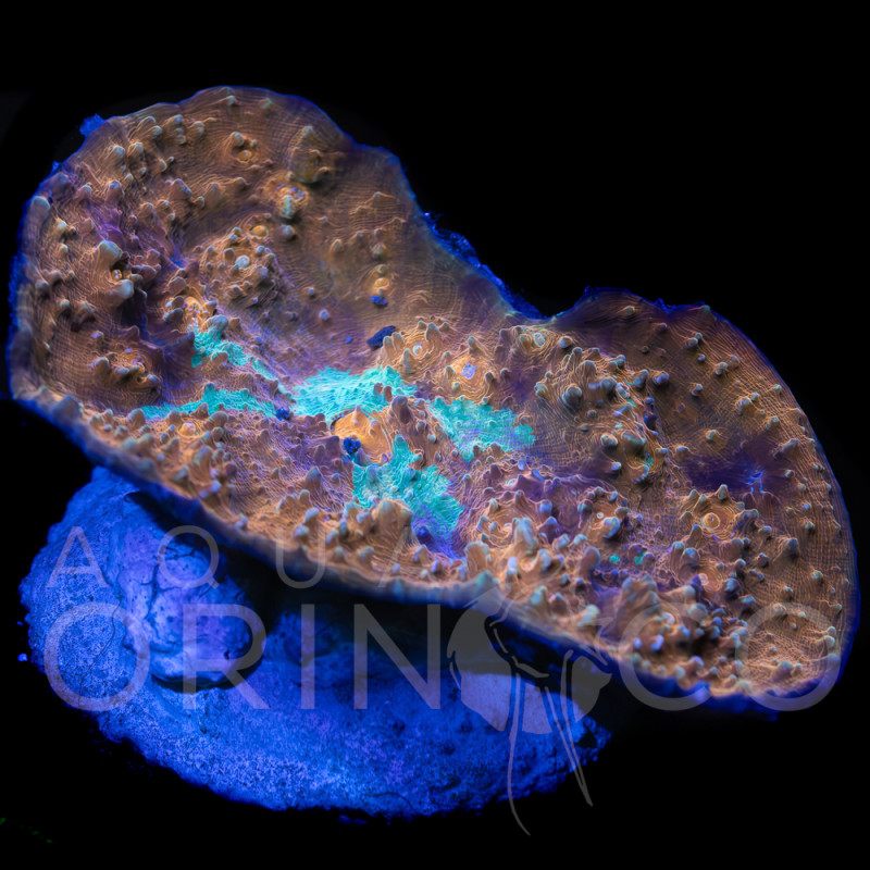 Echinophyllia spp WYSYWIG