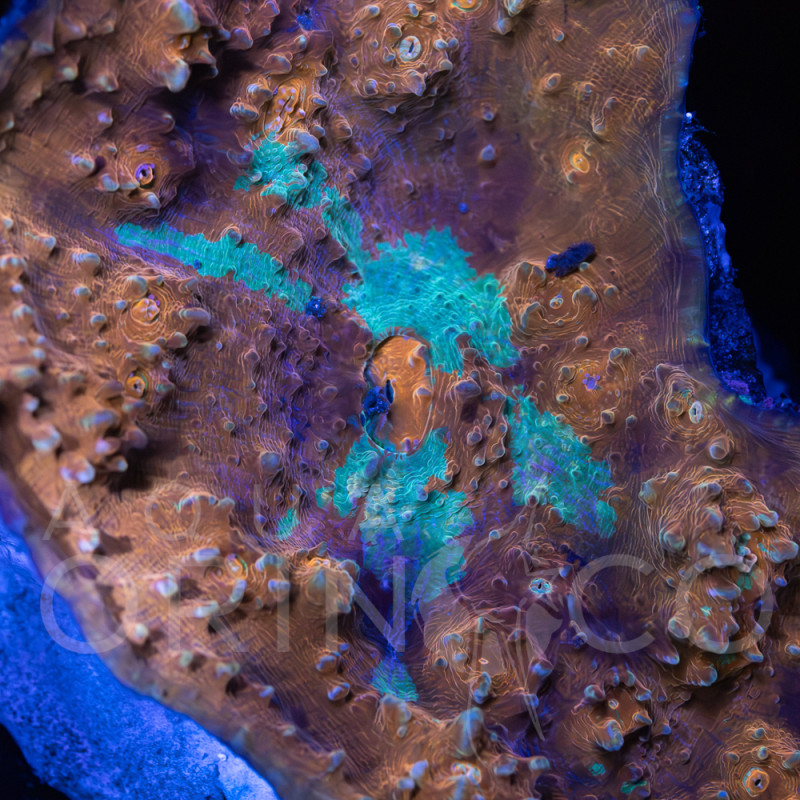 Echinophyllia spp WYSYWIG