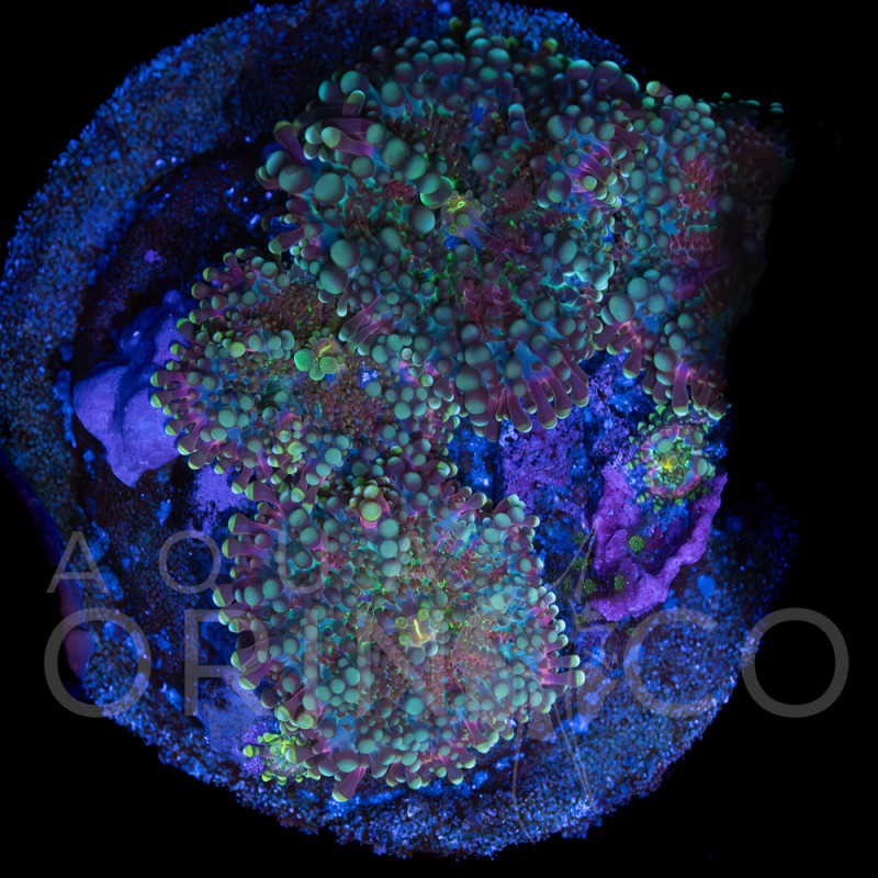 Ricordea yuma WYSYWIG II