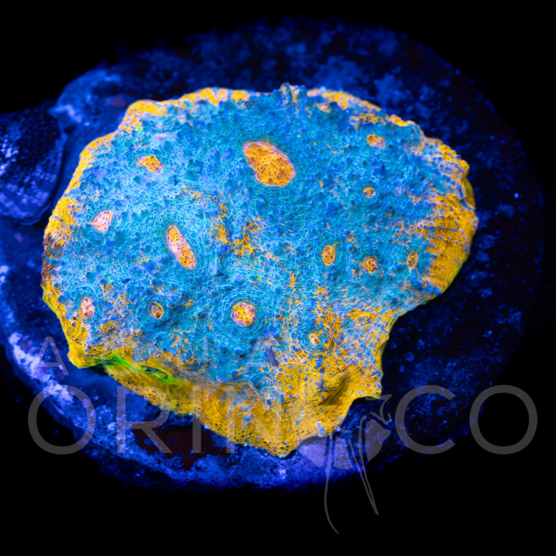 Echinophyllia spp Katar Orenji Chalice WYSYWIG II