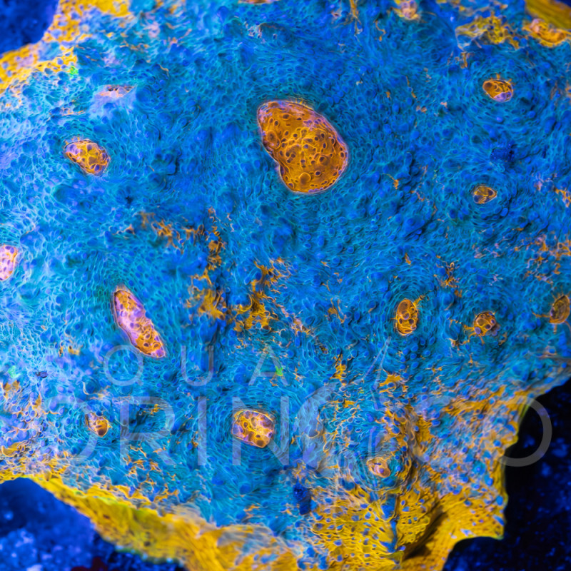 Echinophyllia spp Katar Orenji Chalice WYSYWIG II