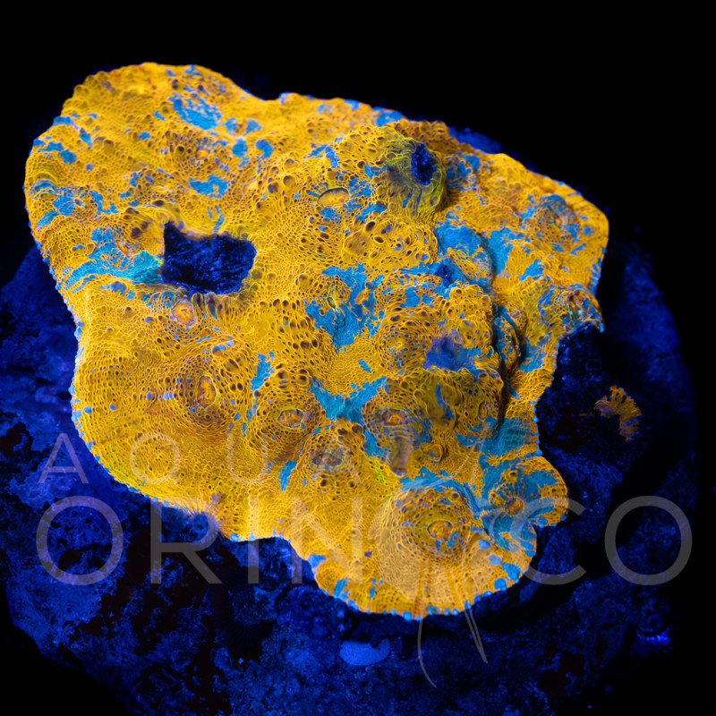 Echinophyllia spp Katar Orenji Chalice WYSYWIG III