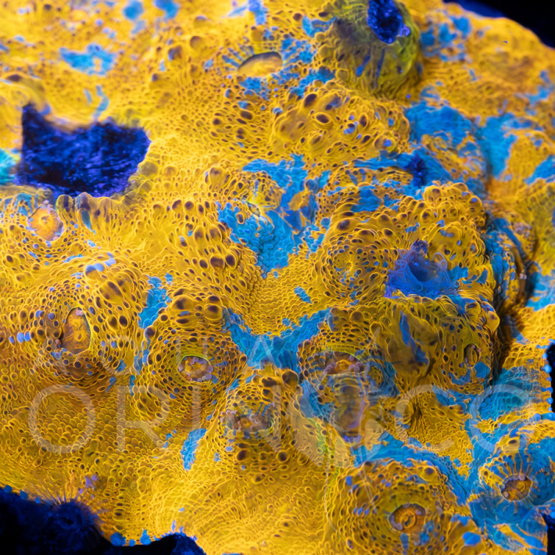 Echinophyllia spp Katar Orenji Chalice WYSYWIG III