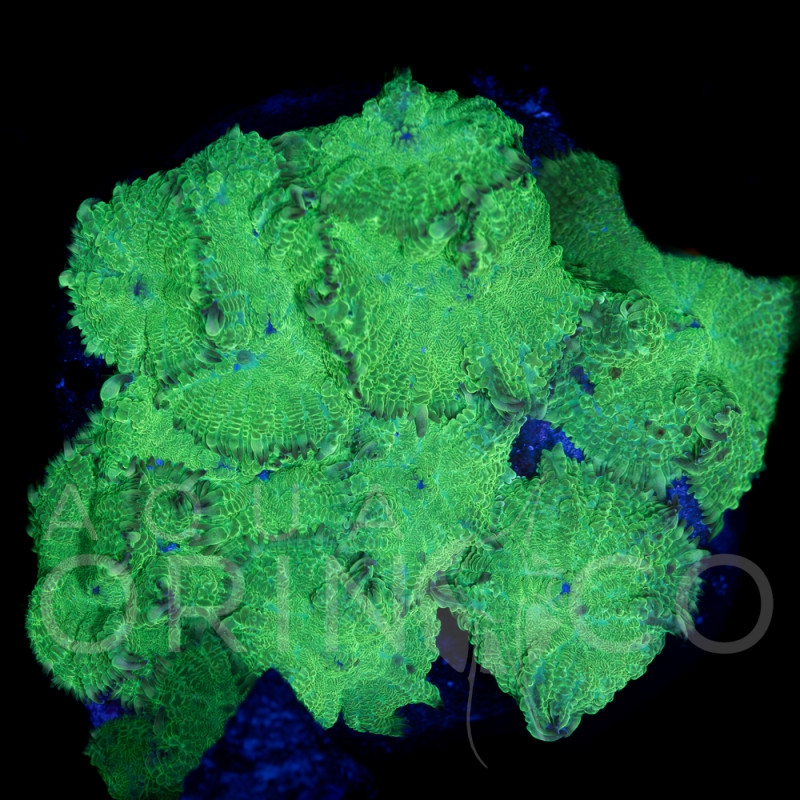 Rhodactis sp. Green II