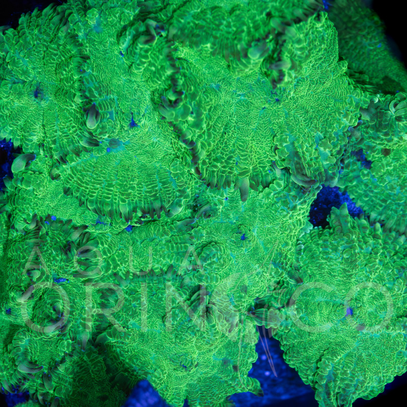 Rhodactis sp. Verde II