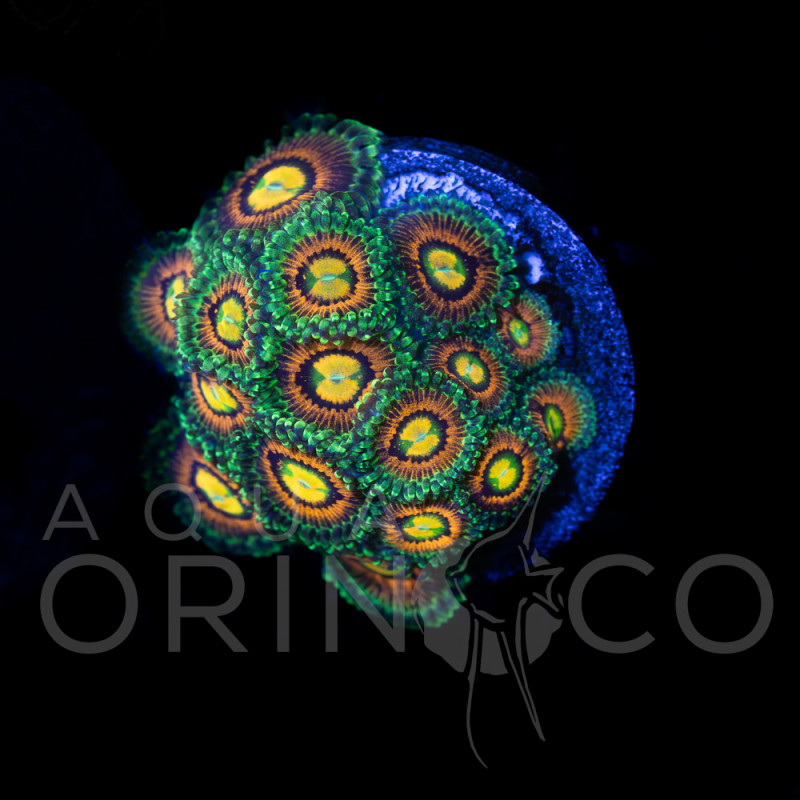 Palythoa sp. taste of rainbow - I