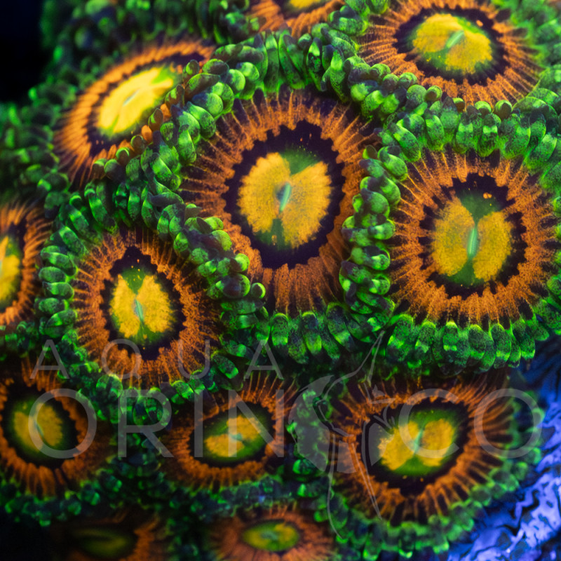 Palythoa sp. taste of rainbow - I