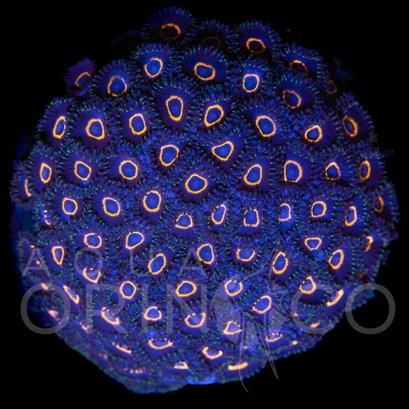 Zoanthus "Tubbs Blue" - WYSIWYG