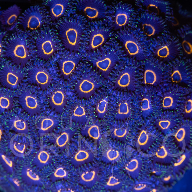 Zoanthus "Tubbs Blue" - WYSIWYG