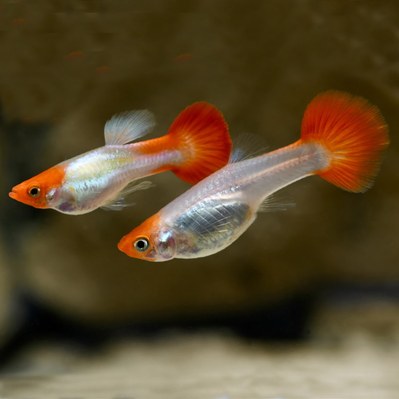 Guppy Red Cap - Poecilia reticulata (Pares)