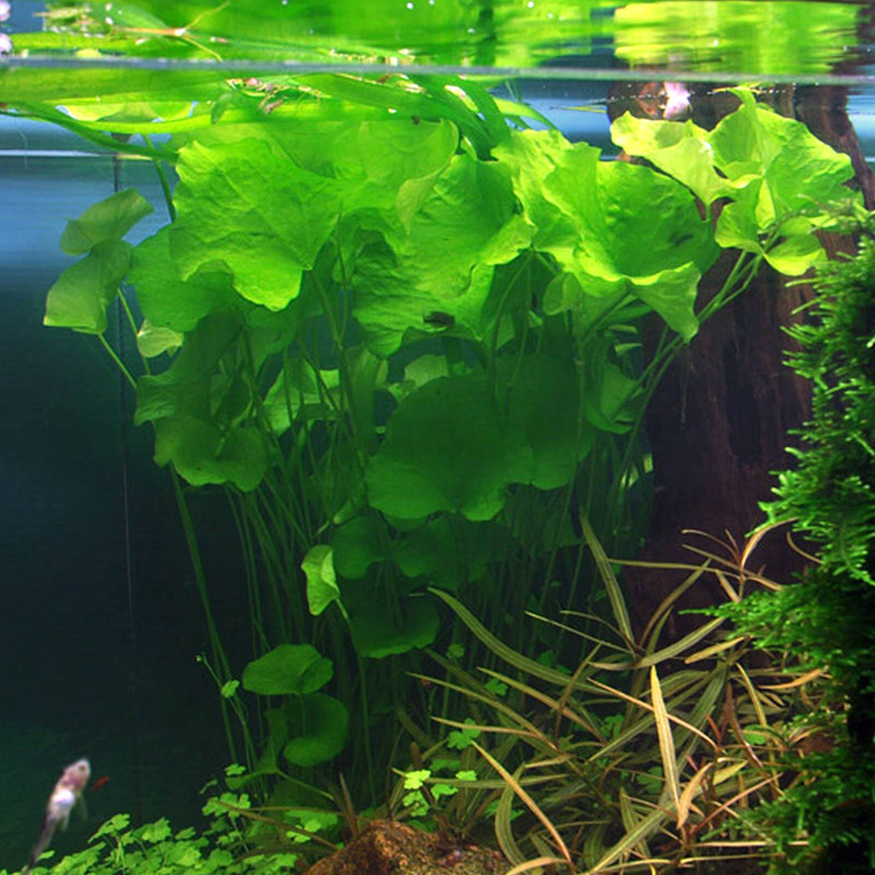 Nymphoides hydrophylla Taiwan