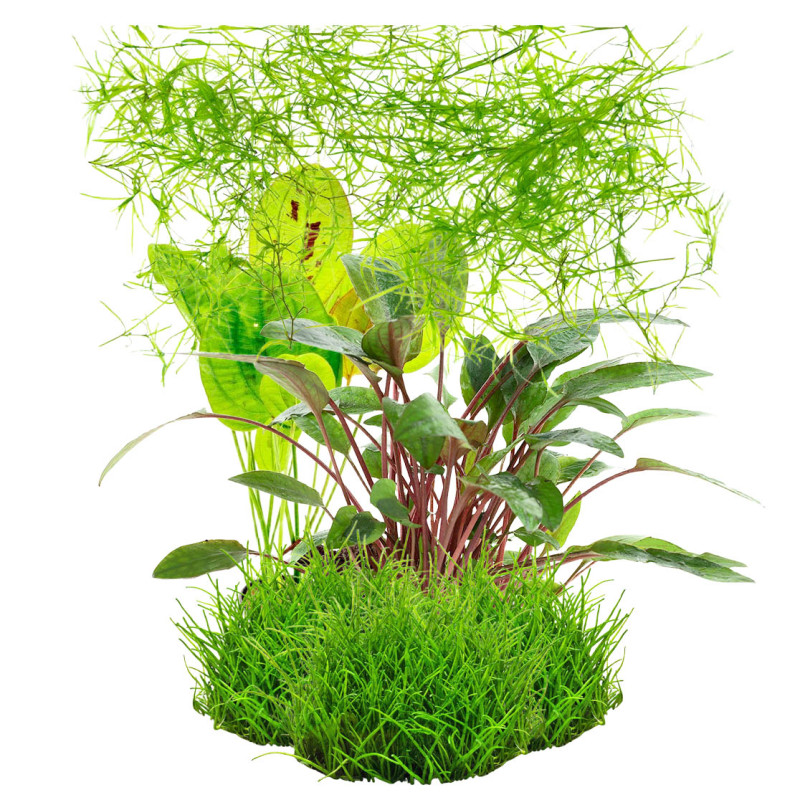 Pack plantas fácil manutenção (B. caroliniana + E. Bleherae + C. wendtii Green + H. siamensis)