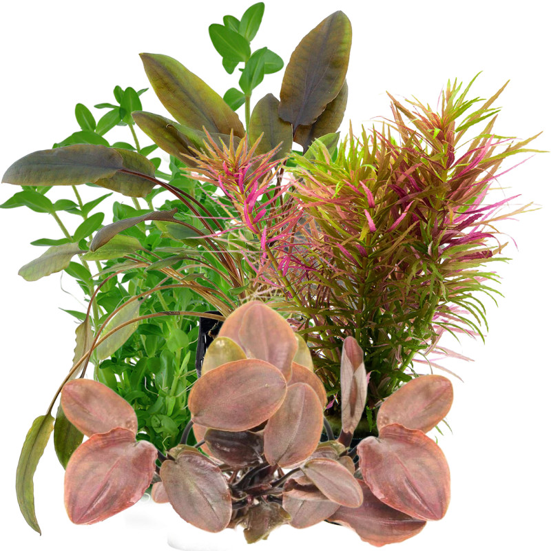 Pack Plantas Fácil Manutenção III