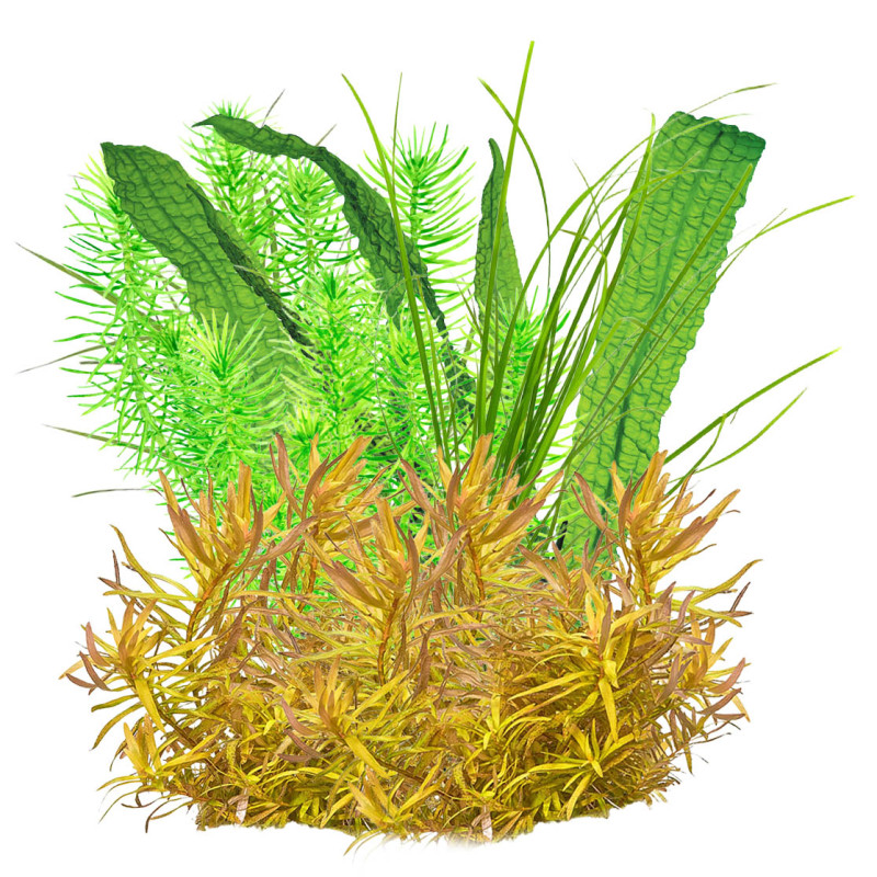 Pack plantas fácil manutenção (B. caroliniana + L. sessiflora + H. compact + M. pteropus)