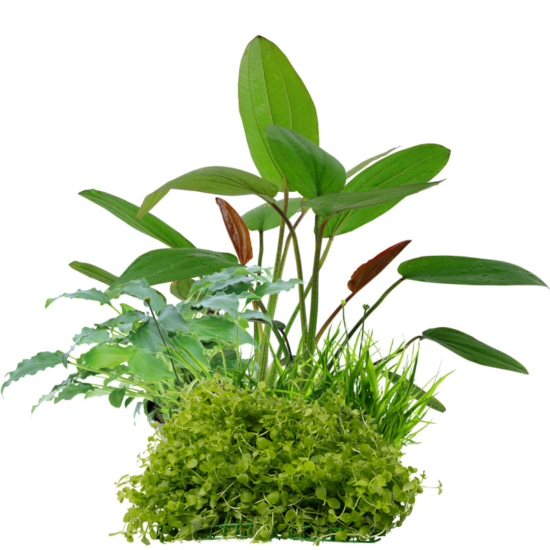 Pack Plantas Medio Cuidado II