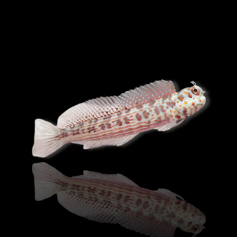 Blenniella chrysospilos